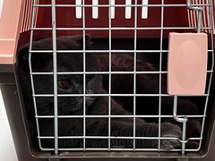 -中农大我爱我爱动物医院·核磁CT·猫病·24小时夜诊中心(石佛营店)