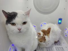 -爱洗澡的猫(望京店)
