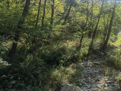 -金龙寺国家森林公园
