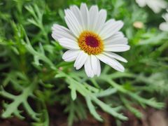 -深圳市中科院仙湖植物园