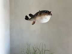 -天正河鲀·河豚亭(大连店)