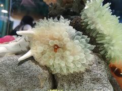 -太平洋海底世界