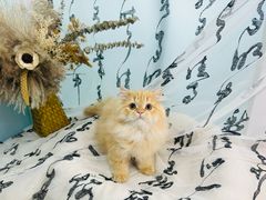 -爱洗澡的猫(望京店)
