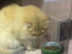 -FAELING PETS美天灵宠物(富力广场店)