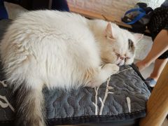 -平行世界·猫咖(首经贸店)