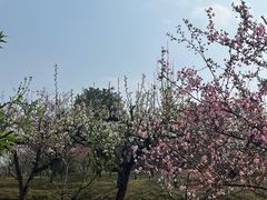 -良渚古城遗址公园
