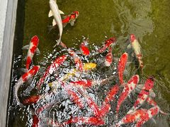 -鲤院·新中式美学·庭院餐厅(夫子庙店)