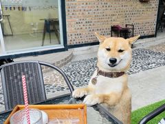 -柴犬高等学院·狗咖·柴犬售卖·宠物训练