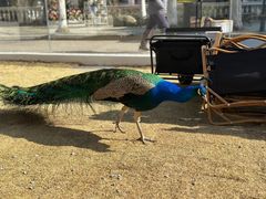 -J Create城市露营咖啡·简餐·宠物(上海动物园店)