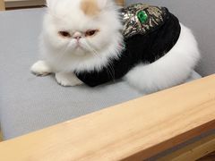 -哆趣宠物医院·眼科·内镜·急重症转诊中心(上海店)