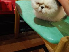-猫色咖啡·猫咖