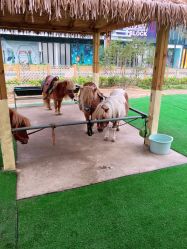 -萌宠亲子动物乐园(槐房万达店)