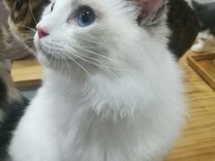-李小姐の猫咖啡馆(五角场店)