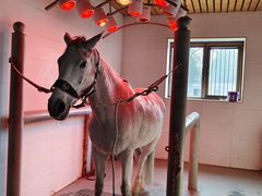 -北京群众马术培训基地