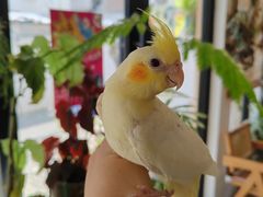 -吉丁鸟咖·异宠·寄养