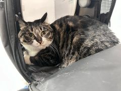 -艾贝尔宠物医院·24H转诊中心·肿瘤猫专科(江宁双龙店)