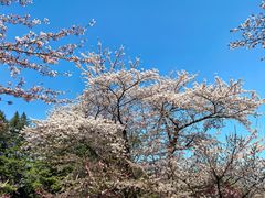-北海道神宫