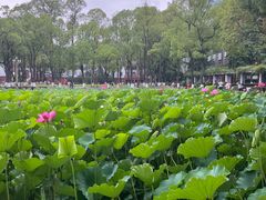 -四川大学(望江校区)