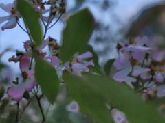 -瑶湖郊野森林公园