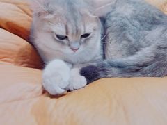 -逗柴咖啡屋·狗咖猫咖宠物桌游