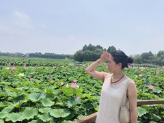 -白洋淀景区