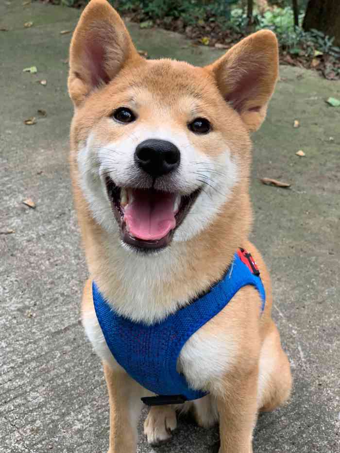 功夫狗宠物训练寄养乐园-"【项目】训练 | 游泳 | 洗澡大家都.