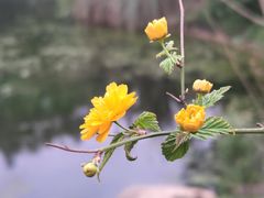 -杭州植物园