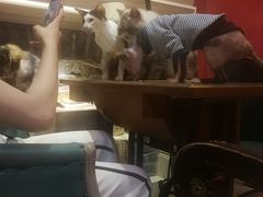 -猫色咖啡·猫咖