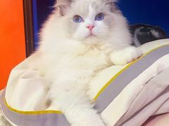 -momokira米努特·德文卷毛猫·棉花面纱犬