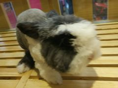 -宠物兔专门店(天丰利市场店)