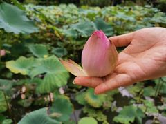 -中国科学院华南植物园