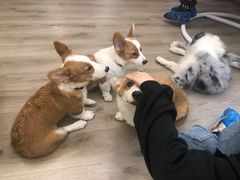 -浣熊柯尔鸭土拨鼠·电玩咖
