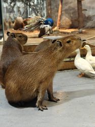 -Zoolung Zoolung动物主题公园(海信广场店)