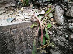 巨大蚯蚓-剑门关风景区