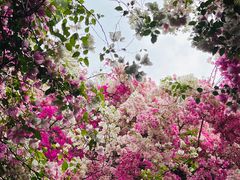 -深圳国际园林花卉博览园