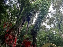 -七仙岭温泉国家森林公园