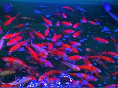 -中环花鸟鱼虫市场