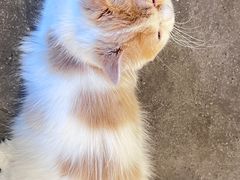 -飞行喵MR PILOT|猫舍·猫咖(静安大融城店)
