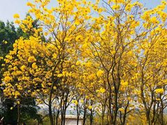 -天适樱花悠乐园