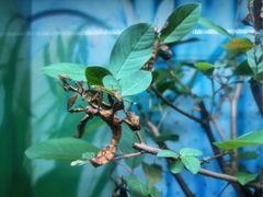 -上海大自然野生昆虫馆(东方明珠·爬宠昆虫探索中心)
