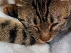 -纳吉亚猫专科动物诊疗中心(蒋宅口分院)
