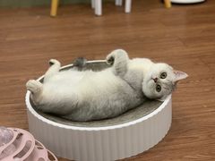 -lincat·猫舍(广州店)