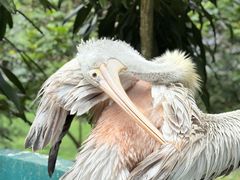 -吉隆坡雀鸟公园
