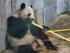 -深圳野生动物园