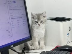 -艾贝尔宠物医院·24H转诊中心·肿瘤猫专科(江宁双龙店)