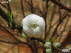 -南国桃园旅游度假区