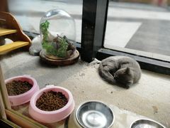 -吉丁鸟咖·异宠·寄养