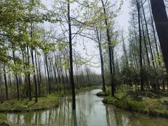 -合肥滨湖国家森林公园