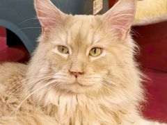 -和它·交个朋友·狗咖猫咖(爱琴海店)