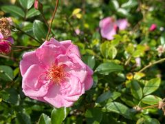 -深圳市中科院仙湖植物园